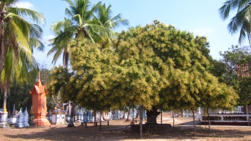 remarkable mango tree, awaiting the rain to bud some fruit